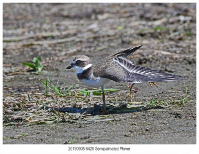 20190905 6425 Semipalmated Plover.jpg