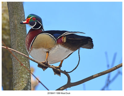 20190411 1099 Wood Duck r1.jpg