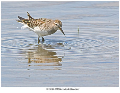 20190905 6312 Semipalmated Sandpiper.jpg