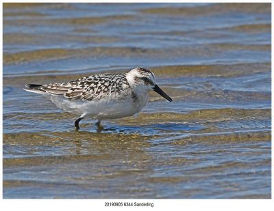 20190905 6344 Sanderling.jpg