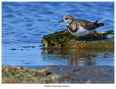 20190913 7429 Ruddy Turnstone.jpg