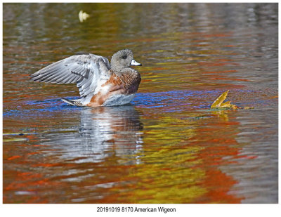 20191019 8170 American Wigeon.jpg