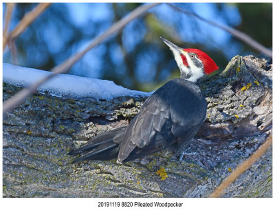 20191119 8820 Pileated Woodpecker.jpg