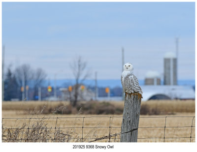 20191125 9368 Snowy Owl.jpg