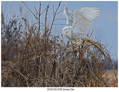 20191125 9746 SERIES - Snowy Owl r1.jpg