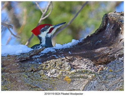 20191119 9024 Pileated Woodpecker.jpg