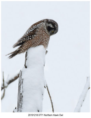 20191218 0771 Northern Hawk Owl r1.jpg