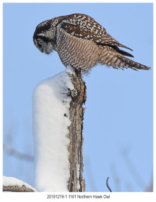 20191219-1 1161 SERIES -  Northern Hawk Owl.jpg