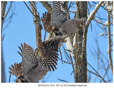 20191219-2 1670 + SERIES Northern Hawk Owl 2.jpg