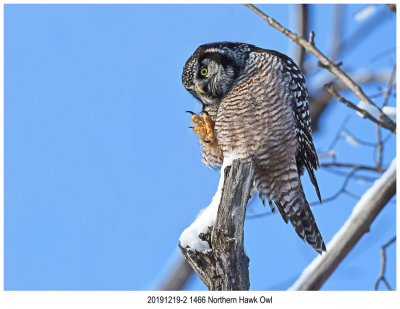 201912192 1466 Northern Hawk Owl.jpg