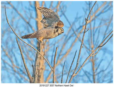 20191227 3057 SERIES - Northern Hawk Owl.jpg