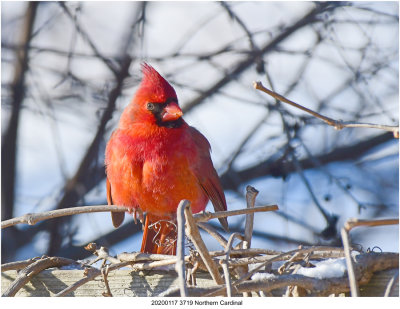 20200117 3719 Northern Cardinal.jpg