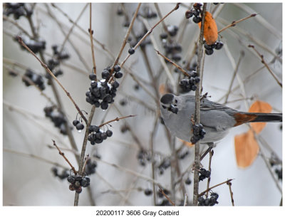 20200117 3606 Gray Catbird.jpg