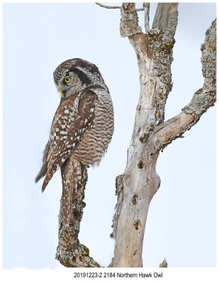 20191223-2 2184 - SERIES - Northern Hawk Owl.jpg