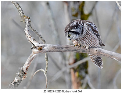 2201912231 2323 Northern Hawk Owl.jpg