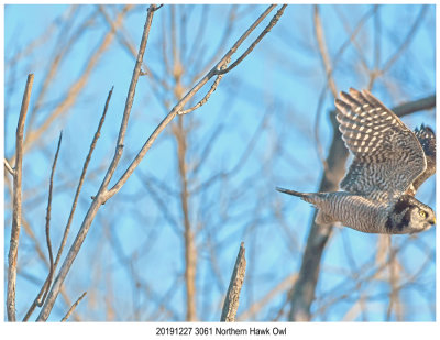 20191227 3061 Northern Hawk Owl r1.jpg