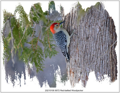 20210106 9072 Red-bellied Woodpecker.jpg