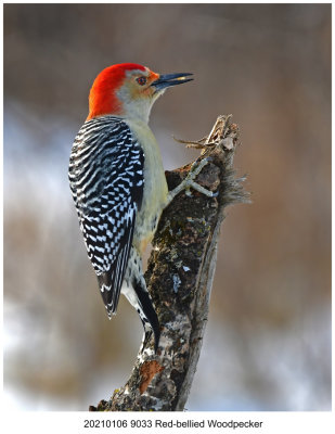 20210106 9033 Red-bellied Woodpecker.jpg