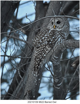 20210109 9622 Barred Owl.jpg