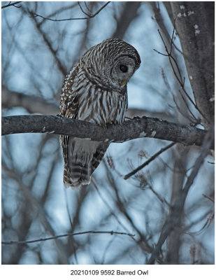 20210109 9592 Barred Owl.jpg