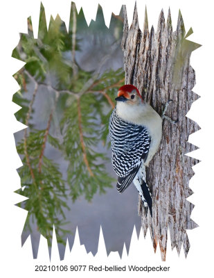 20210106 9077 Red-bellied Woodpecker r1.jpg