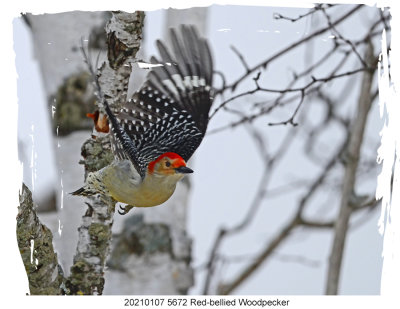 20210107 5672 Red-bellied Woodpecker 6.jpg
