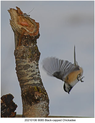 20210106 9085 Black-capped Chickadee.jpg