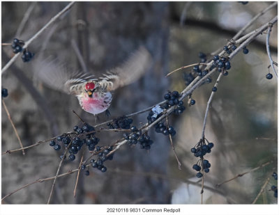 20210118 9831 Common Redpoll.jpg