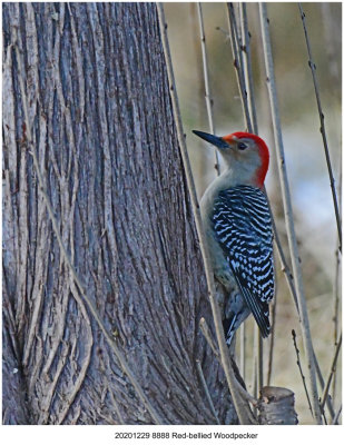 20201229 8888 DN  Red-bellied Woodpecker.jpg