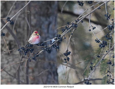 20210118 9830 Common Redpoll.jpg