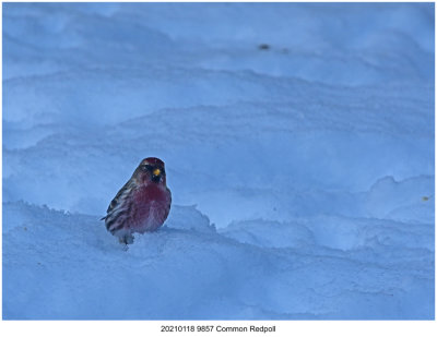 20210118 9857 Common Redpoll.jpg