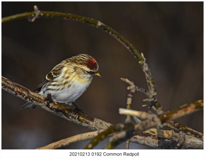 20210213 0192 Common Redpoll  c1.jpg