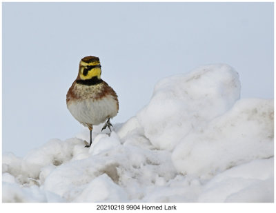 20210218 9904 Horned Lark.jpg