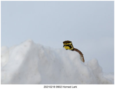 20210218 9902 Horned Lark.jpg