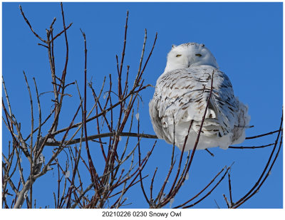 20210226 0230 Snowy Owl.jpg