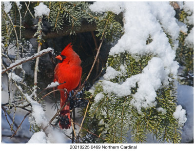 20210225 0469 Northern Cardinal.jpg