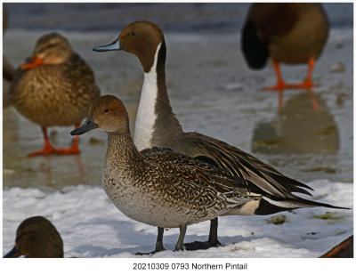 20210309 0793 Northern Pintail.jpg