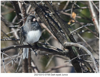 20210313 0758 Dark-eyed Junco c1.jpg