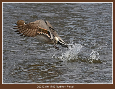 20210316 1789 SERIES - Northern Pintail.jpg