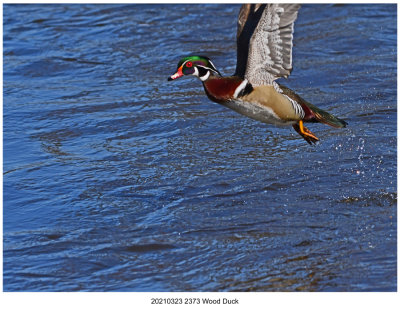 20210323 2373 Wood Duck r1.jpg