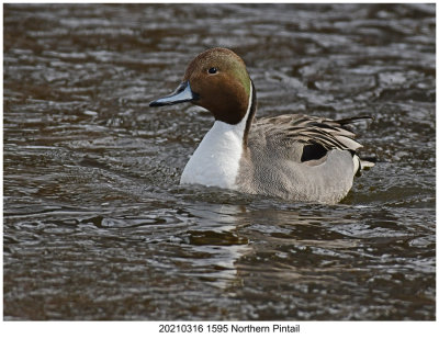 20210316 1595 Northern Pintail xxx.jpg