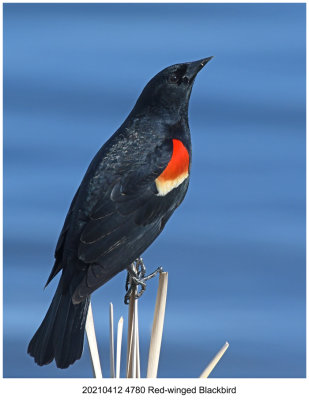 20210412 4780 Red-winged Blackbird xxx.jpg