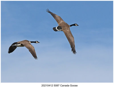 20210412 5087 Canada Geese c1.jpg