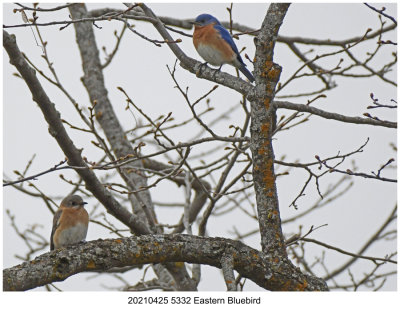 20210425 5332 Eastern Bluebird.jpg