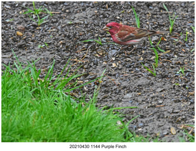 20210430 1144 Purple Finch.jpg