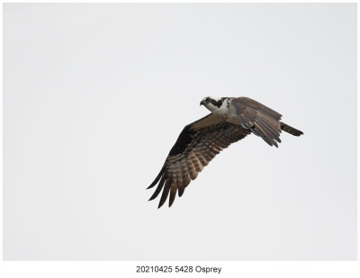 20210425 5428 Osprey.jpg