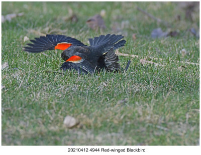 20210412 4944 Red-winged Blackbird xxx.jpg