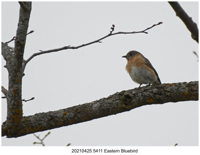 20210425 5411 Eastern Bluebird.jpg