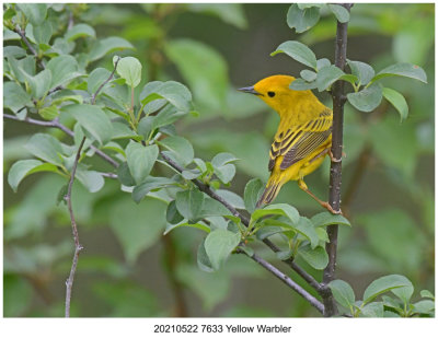 20210522 7633 Yellow Warbler.jpg