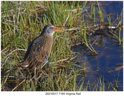 20210517 7165 Virginia Rail.jpg